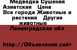 Медведка Сушеная Азиатская › Цена ­ 1 400 - Все города Животные и растения » Другие животные   . Ленинградская обл.